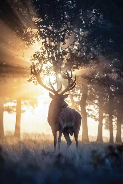 Max Ellis: Rayndeer I by Max Ellis