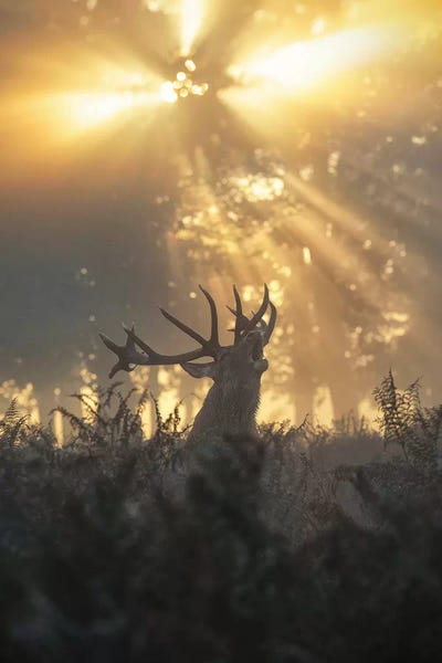 Max Ellis: Rayndeer II by Max Ellis