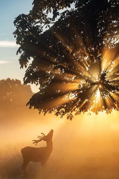 Rayndeer III by Max Ellis framed wall art