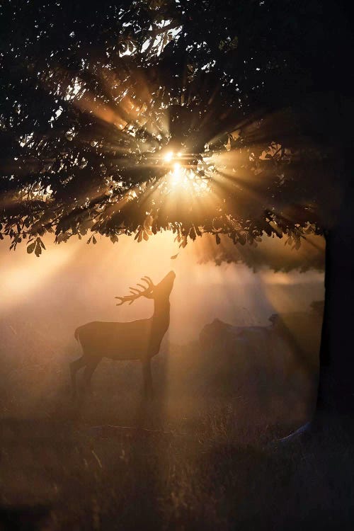 Rayndeer IV by Max Ellis wall art