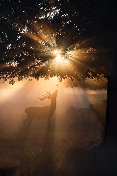 Max Ellis: Rayndeer IV by Max Ellis