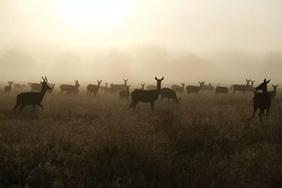 Sea Of Does by Max Ellis framed wall art