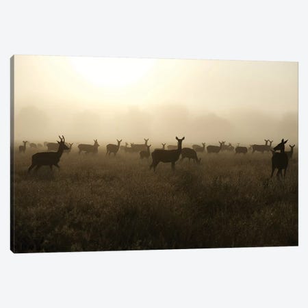 Sea Of Does Canvas Print #MXE44} by Max Ellis Canvas Wall Art