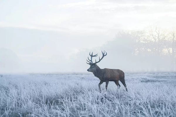 Winter Wonderland: Sea Of White by Max Ellis