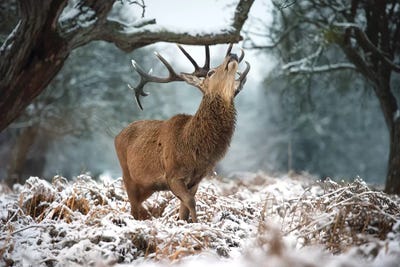 Snow Day by Max Ellis framed wall art
