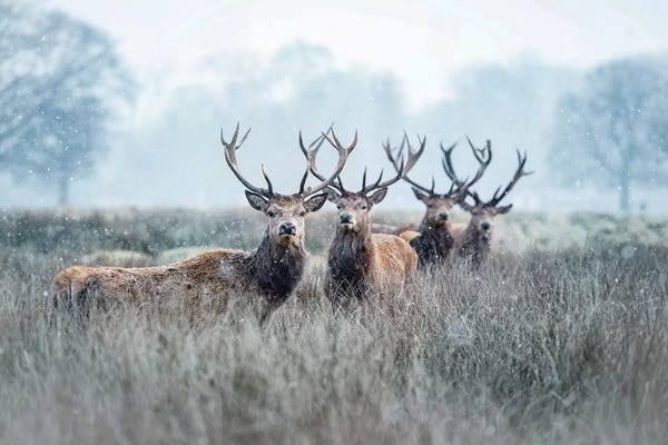 Max Ellis: Snow Patrol by Max Ellis