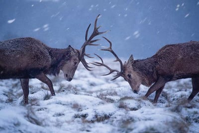 Snowrut by Max Ellis framed wall art