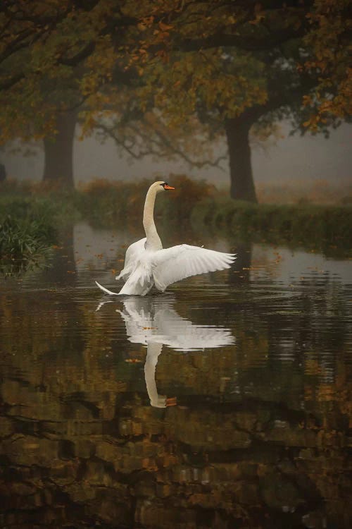 Solo Swan