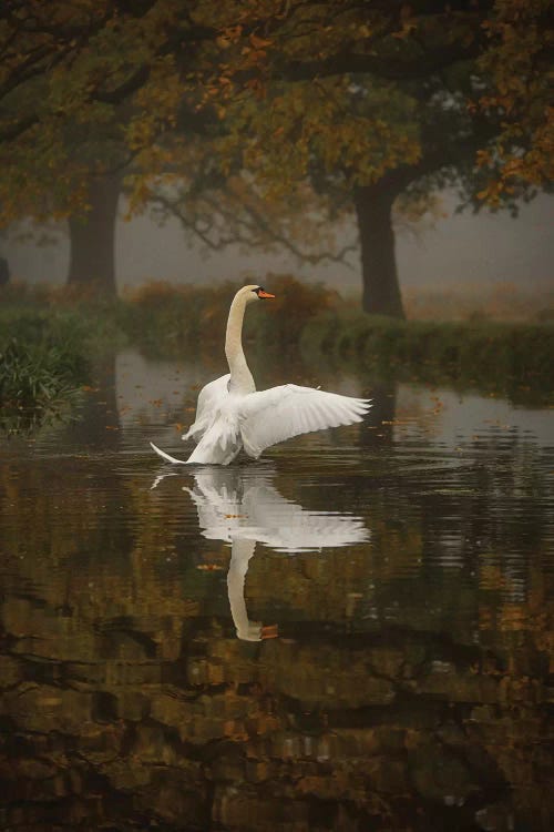Solo Swan by Max Ellis wall art