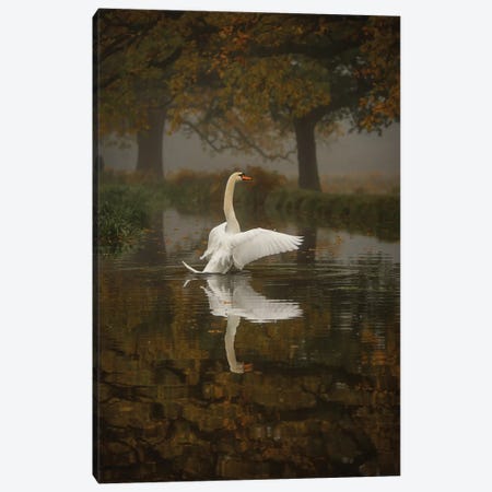 Solo Swan Canvas Print #MXE50} by Max Ellis Canvas Artwork