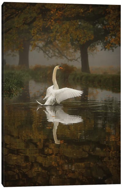 Solo Swan Canvas Art Print - Max Ellis