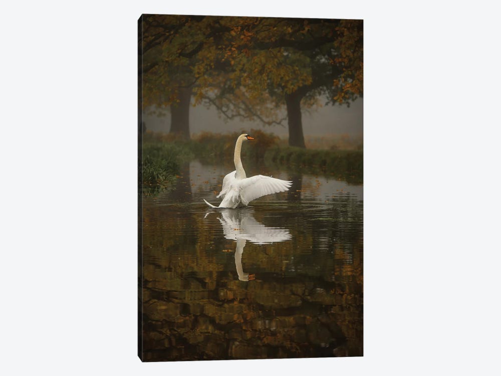 Solo Swan 1-piece Canvas Art Print