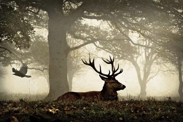 Max Ellis: Stag And Crow Texture by Max Ellis