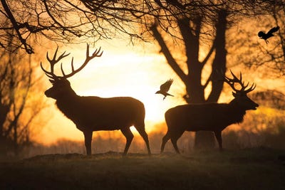Stags And Birds by Max Ellis framed wall art