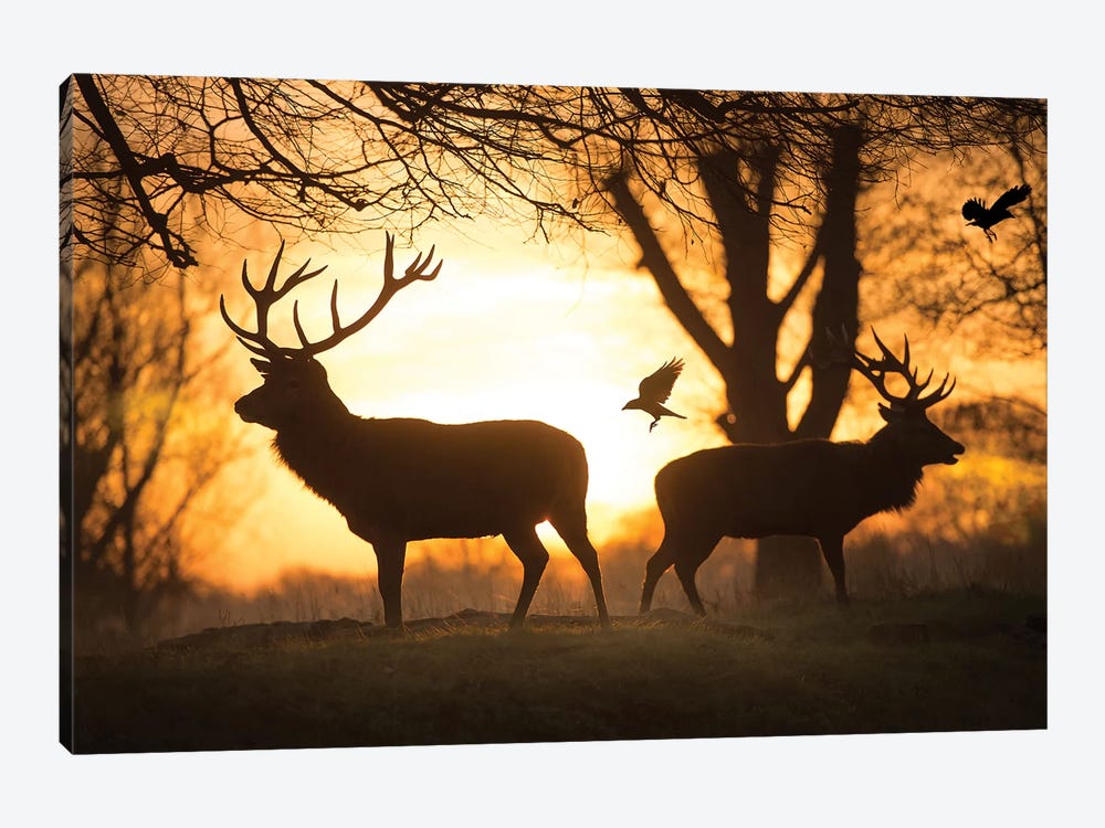 Stags And Birds by Max Ellis 1-piece Canvas Artwork