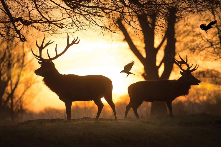 Stags And Birds by Max Ellis wall art