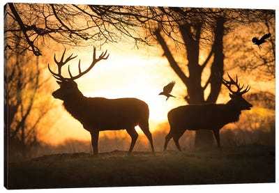 Stags And Birds Canvas Art Print - Max Ellis