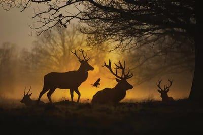Stags And Crows II by Max Ellis framed wall art