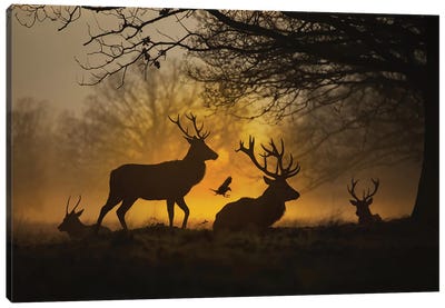 Stags And Crows II Canvas Art Print - Max Ellis