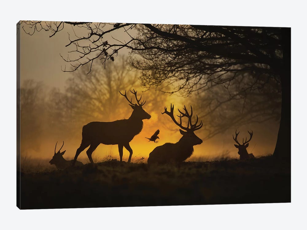 Stags And Crows II by Max Ellis 1-piece Canvas Print