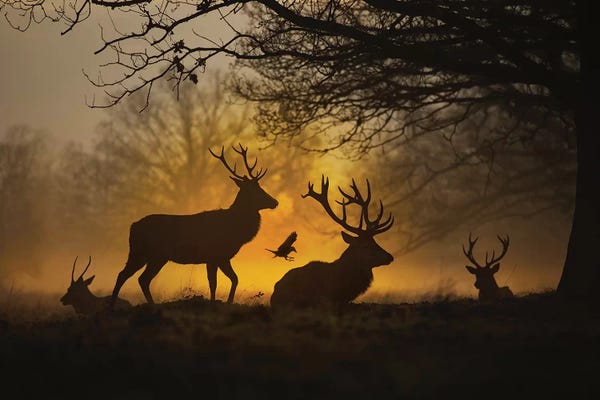 Max Ellis: Stags And Crows II by Max Ellis