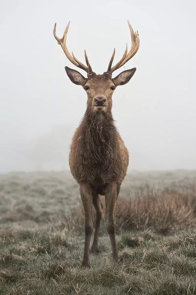 Statuesque by Max Ellis framed wall art