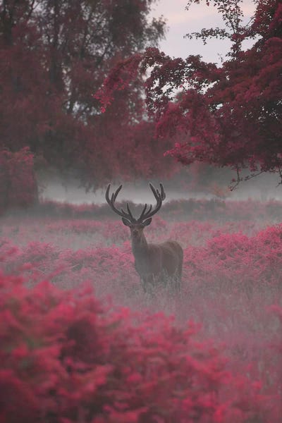 Deer: Strawberry Stag I by Max Ellis