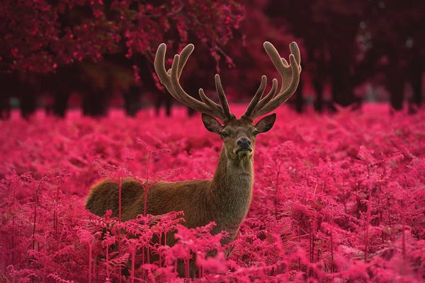 Max Ellis: Strawberry Stag II by Max Ellis