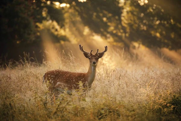 Max Ellis: Summer Fallow by Max Ellis