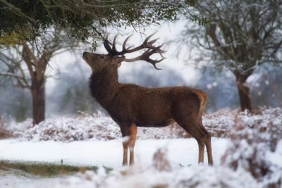 Surveying The Holly by Max Ellis framed wall art
