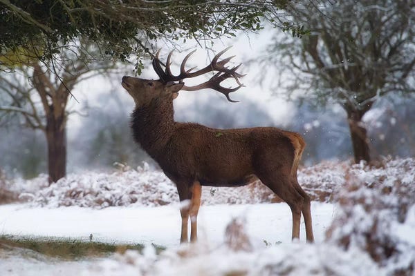 Surveying The Holly