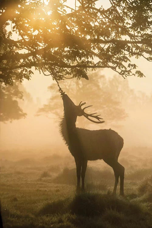 Waiting For Breakfast by Max Ellis wall art