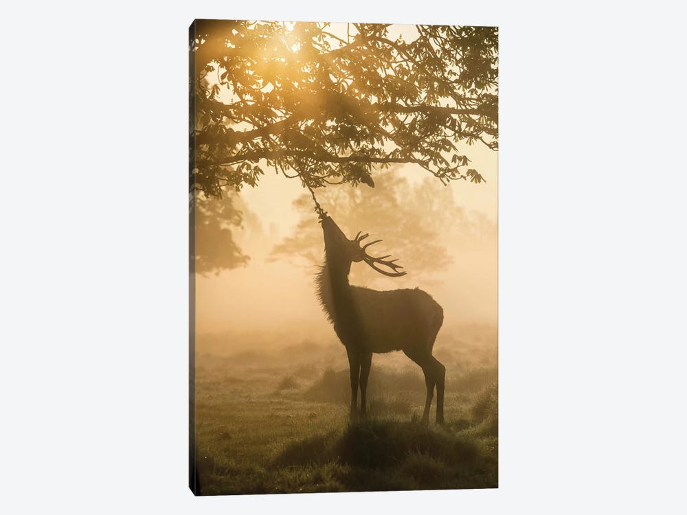 Waiting For Breakfast by Max Ellis 1-piece Canvas Wall Art