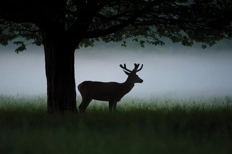 Waiting For Dawn