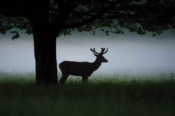 Waiting For Dawn