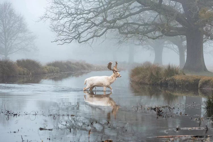 White Buck Stream