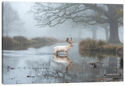 White Buck Stream Canvas Art Print - Max Ellis
