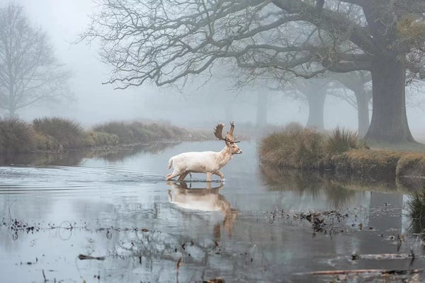 Max Ellis: White Buck Stream by Max Ellis