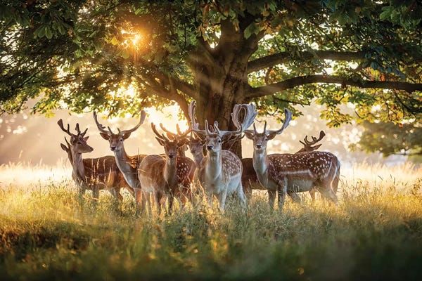 Max Ellis: 10 Fallow by Max Ellis
