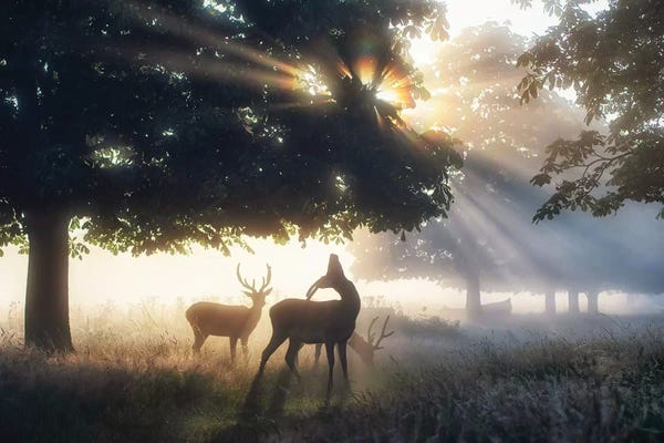 Tree Close-Ups: Boys Of Summer by Max Ellis