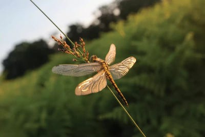 Dragonfly Dawn by Max Ellis framed wall art