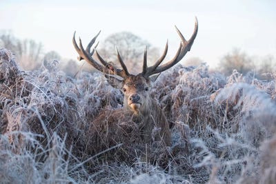 Chilling II by Max Ellis framed wall art