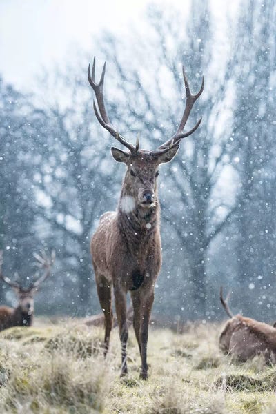 Reindeer: Snowflake Surprise by Max Ellis