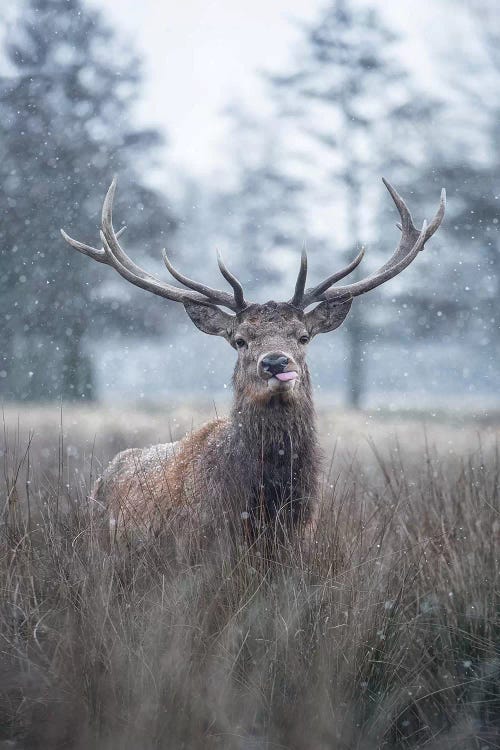 Snowflakes On Your Tongue