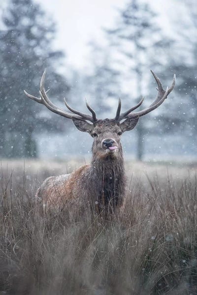 Max Ellis: Snowflakes On Your Tongue by Max Ellis