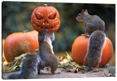 The Pumpkin Shot Copy Canvas Art Print - Squirrel Art