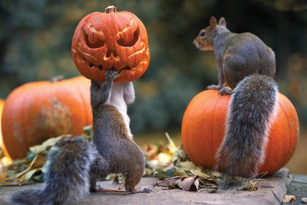 Rodents: The Pumpkin Shot Copy by Max Ellis