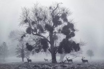 Tudor Mist by Max Ellis framed wall art