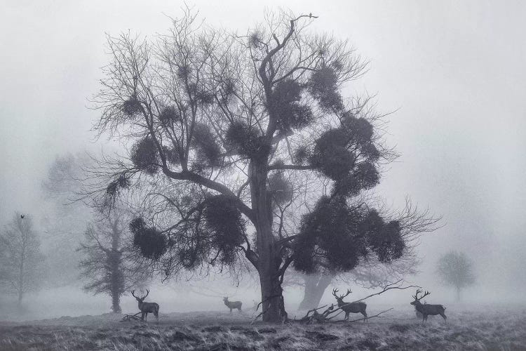 Tudor Mist by Max Ellis wall art