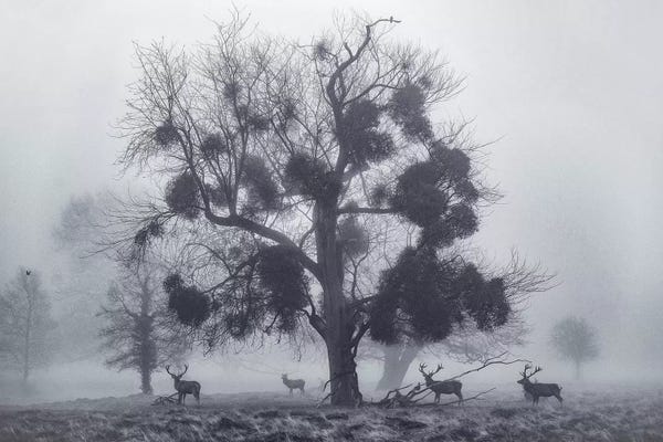 Tree Close-Ups: Tudor Mist by Max Ellis